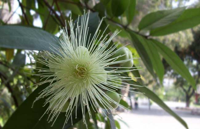 蒲桃的种植技术