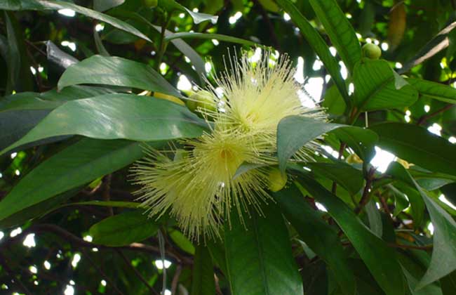 蒲桃的种植技术