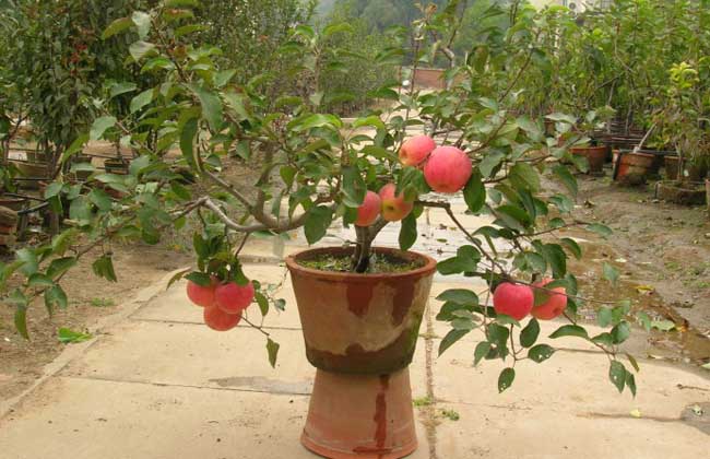 盆栽果树怎么养才好？