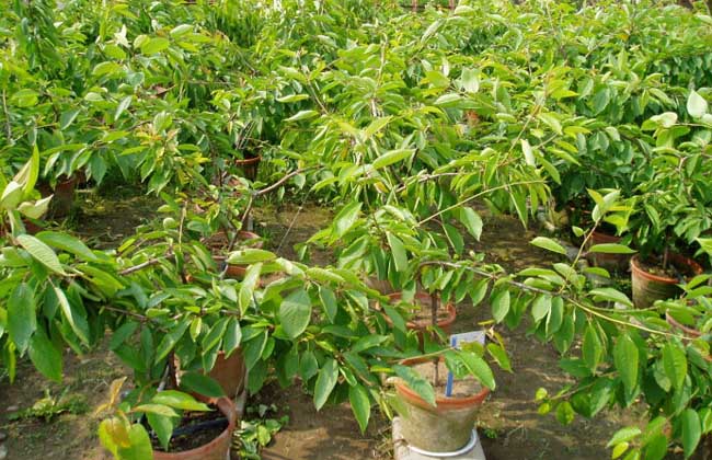 盆栽果树怎么养才好？