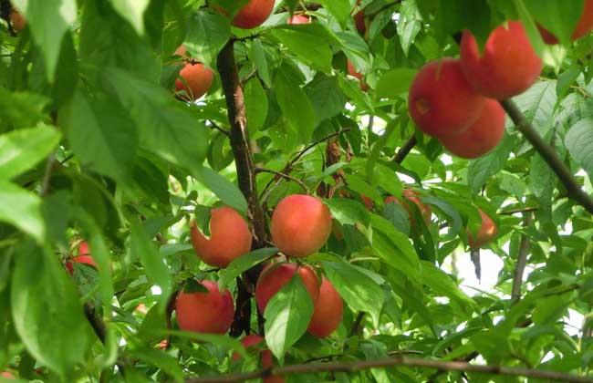 冬季果树修剪技术