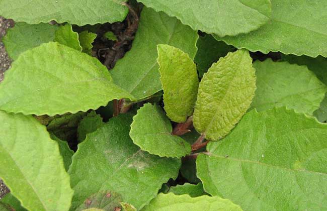 野地瓜什么时候成熟?