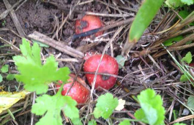 野地瓜什么时候成熟?