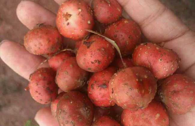 野地瓜什么时候成熟?