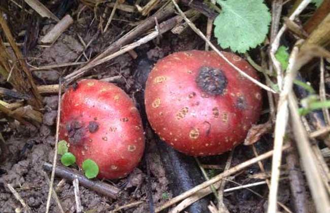 野地瓜是什么东西?