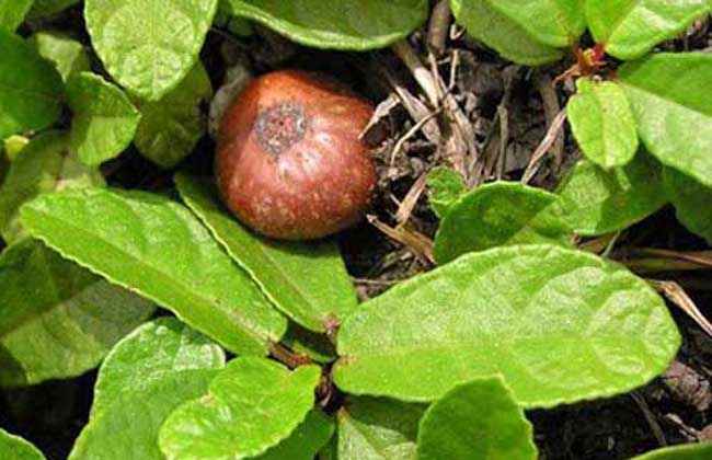 野地瓜是什么东西?