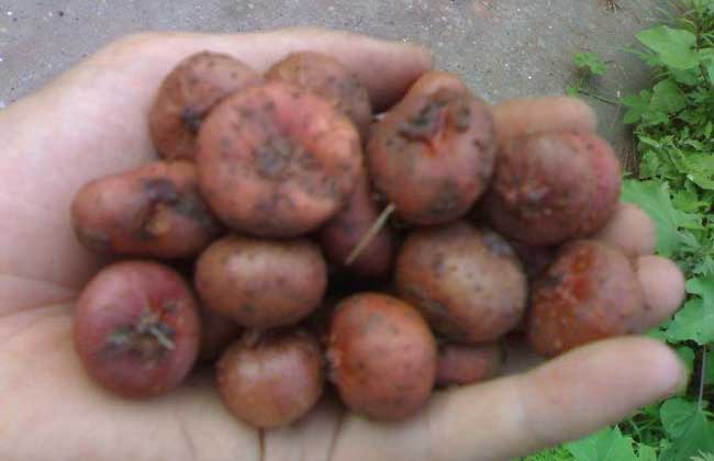 野地瓜是什么东西?