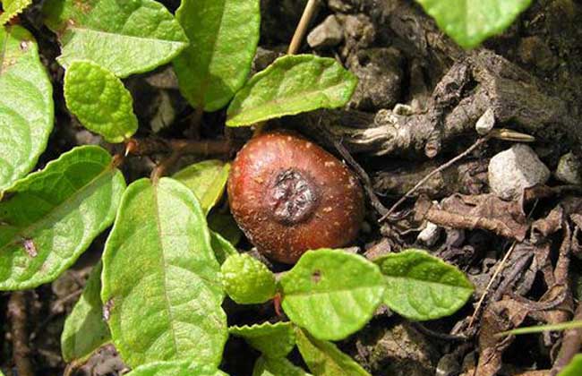 野地瓜是什么东西?