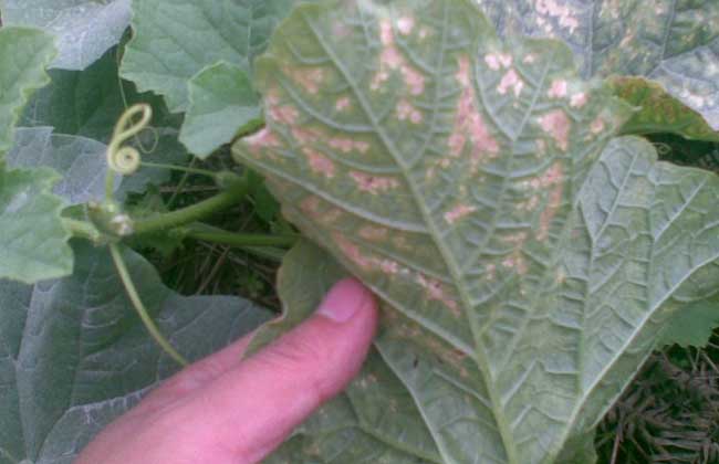甜瓜霜霉病的防治方法