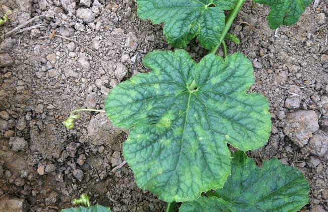 甜瓜霜霉病的防治方法