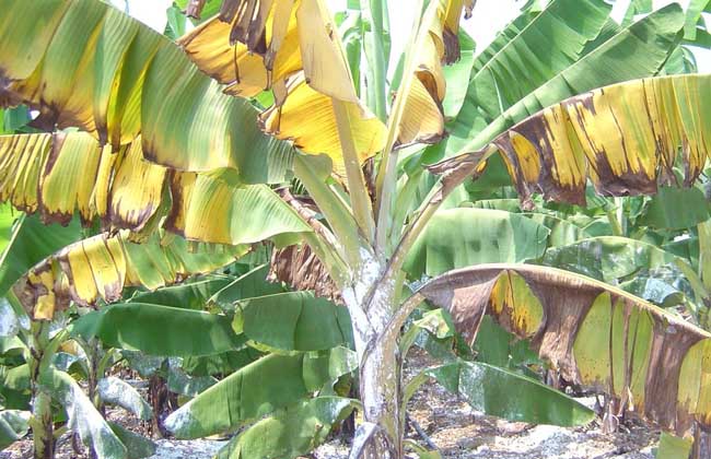 香蕉枯萎病的防治方法