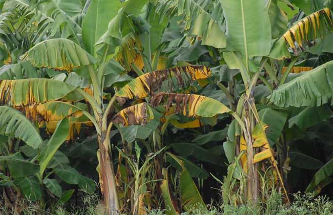 香蕉枯萎病的防治方法