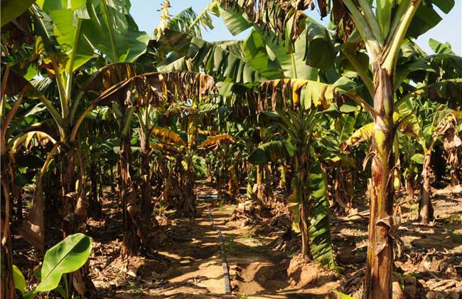 香蕉枯萎病的防治方法
