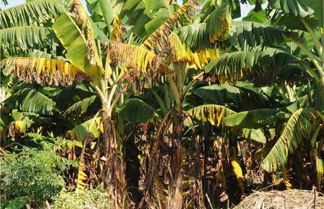 香蕉枯萎病的防治方法