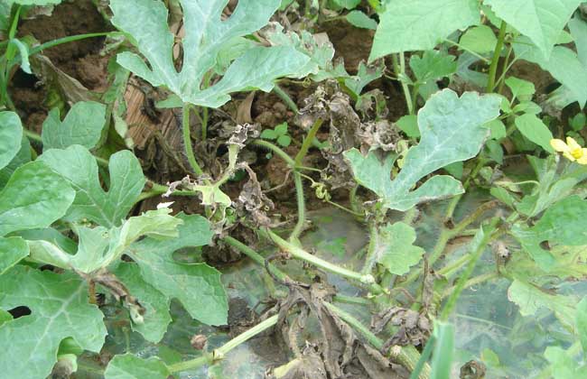 西瓜疫病的防治方法