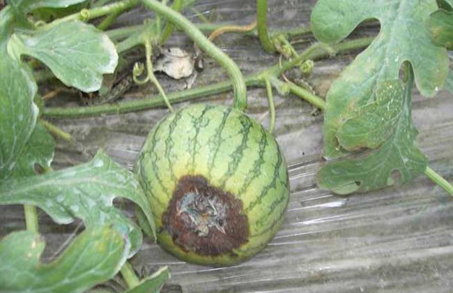 西瓜疫病的防治方法