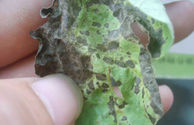 西瓜叶枯病的防治方法