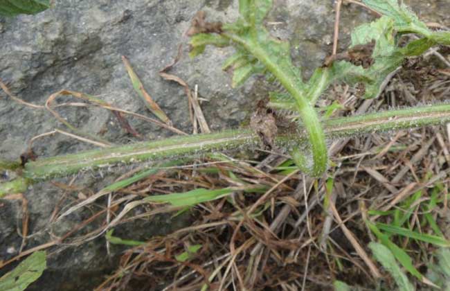 西瓜叶枯病的防治方法