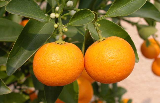 金桔的产地在哪里?