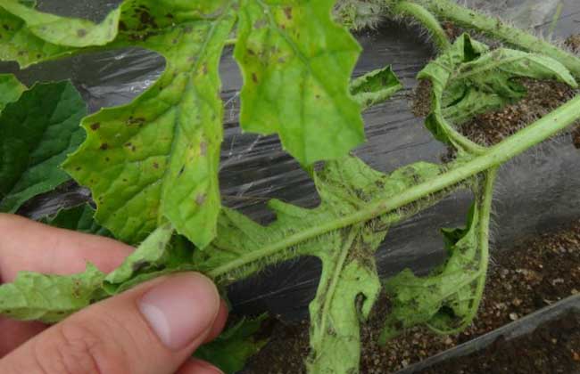 西瓜叶枯病的防治方法