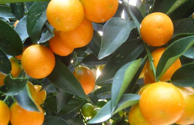 金桔的产地在哪里?