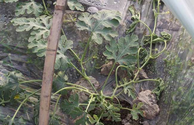 西瓜枯萎病的防治方法