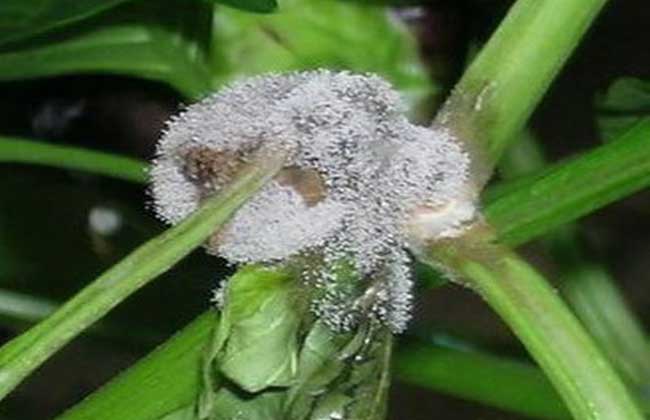 西瓜灰霉病的防治方法