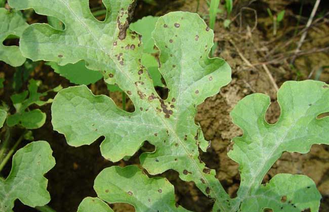 西瓜灰霉病的防治方法