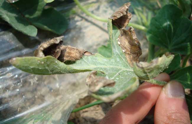 西瓜灰霉病的防治方法