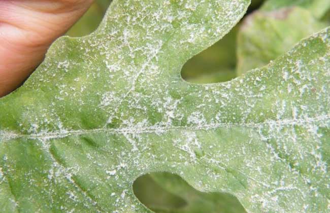 西瓜白粉病的防治方法