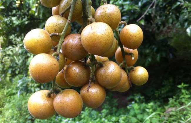 黄皮是什么水果?