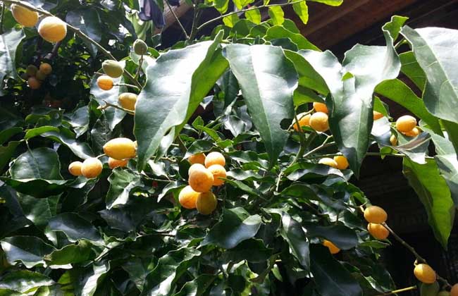 黄皮是什么水果?