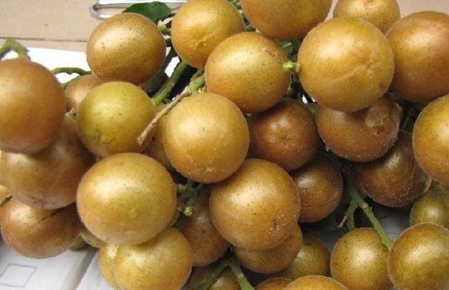 黄皮是什么水果?