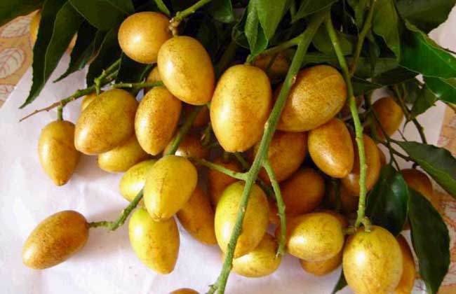 黄皮是什么水果?