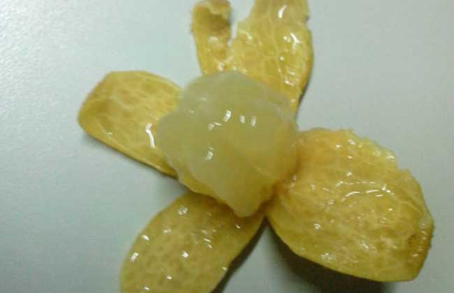 黄皮是什么水果?