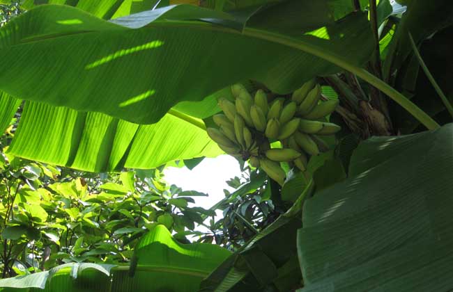 芭蕉的种植技术