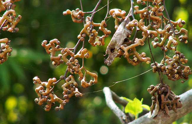 鸡爪梨是什么东西?