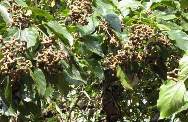 鸡爪梨是什么东西?