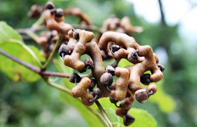 鸡爪梨是什么东西?