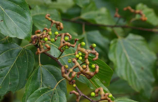 鸡爪梨是什么东西?