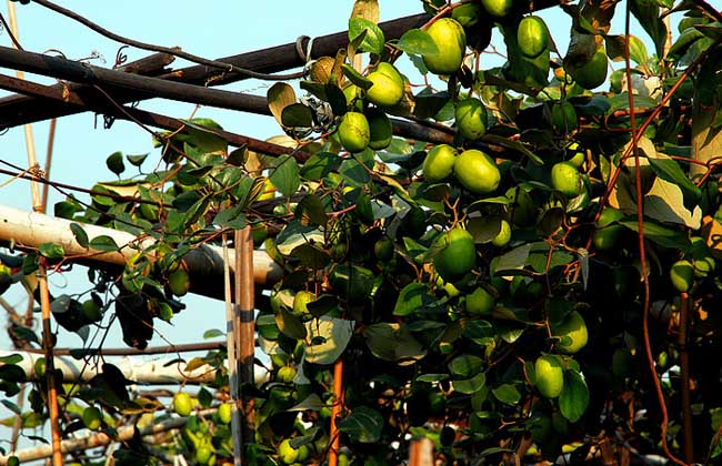 青枣高产种植技术