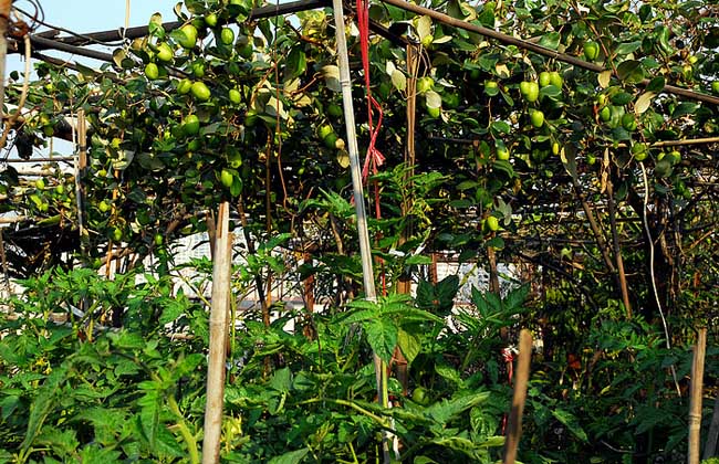 青枣高产种植技术