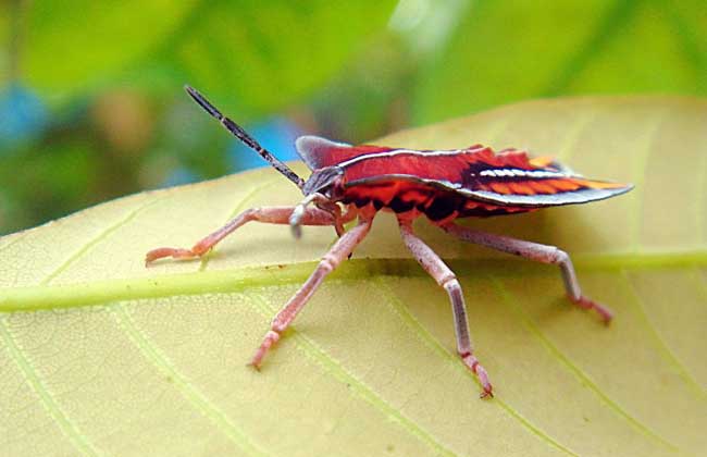 荔枝蝽的防治方法