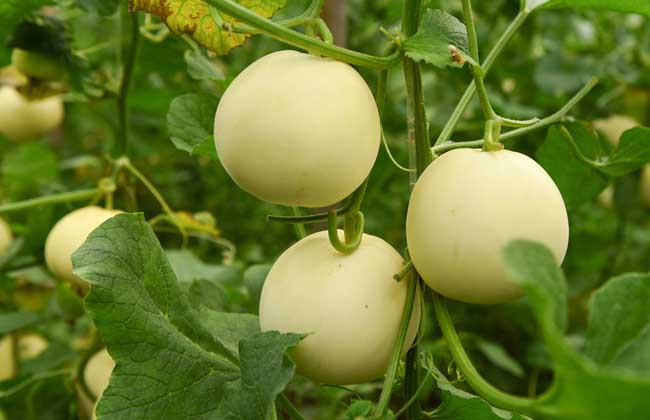 甜瓜大棚种植技术