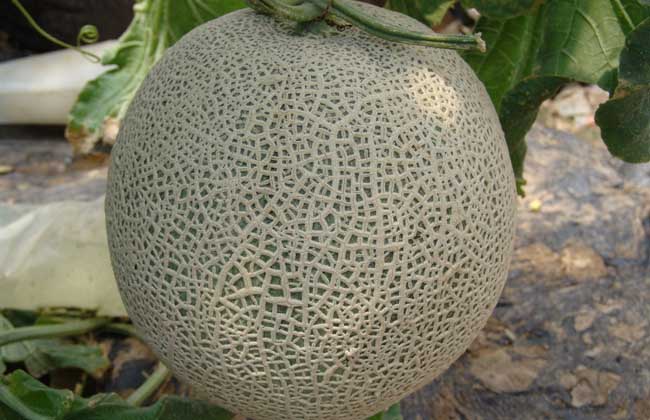 甜瓜大棚种植技术