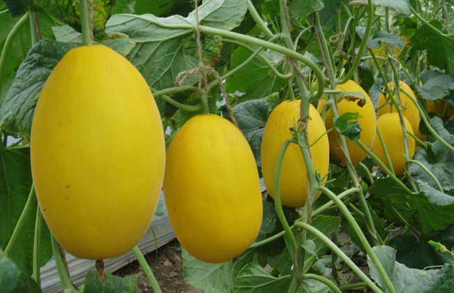 甜瓜大棚种植技术