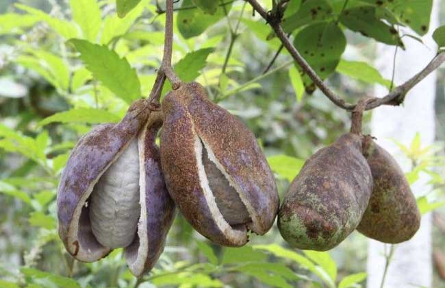 八月瓜种植技术