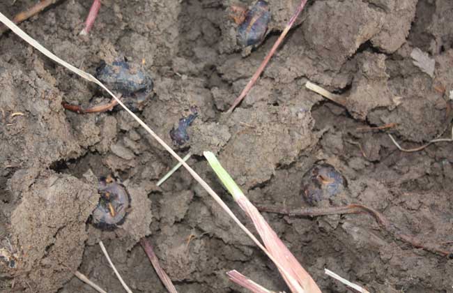 荸荠高产种植技术