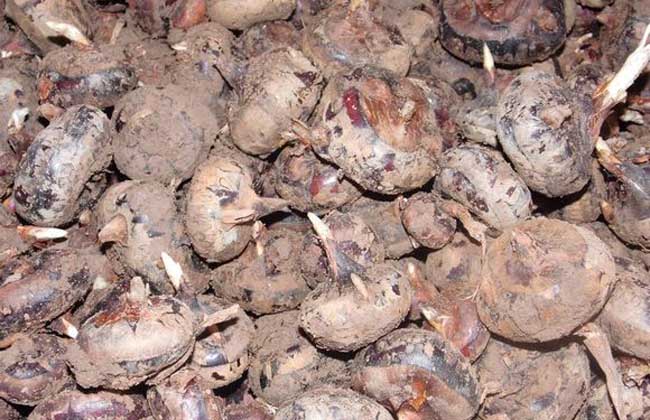 荸荠高产种植技术