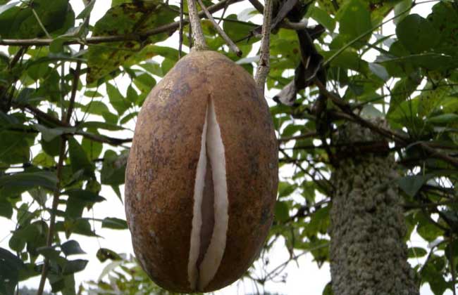 八月瓜种植技术